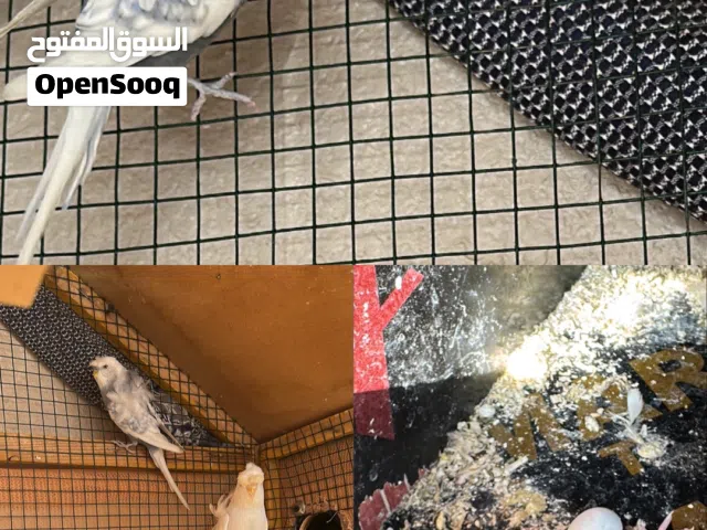 بادجي للبيع