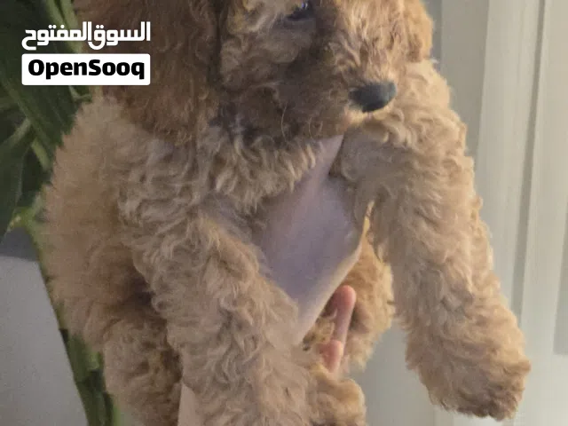 توي بودل للبيع