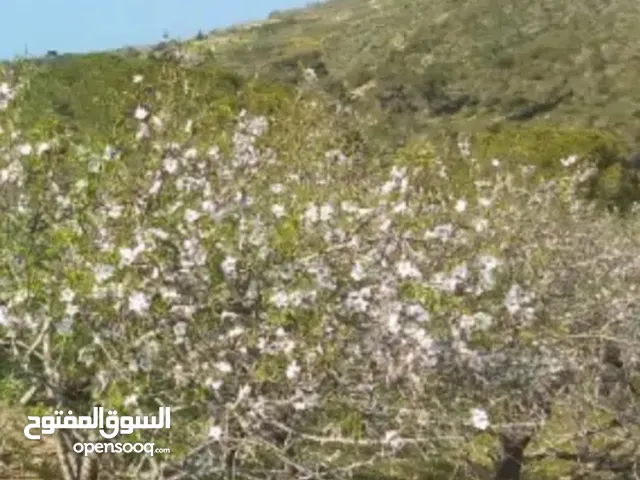 1800 زيتونه للبيع في معتمدية الصخيره للبيع