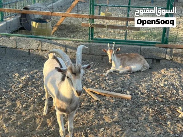 ذكر هجين الوعل