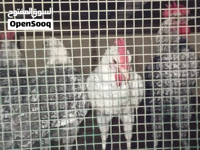 Local Chickens available/دجاج متوفر