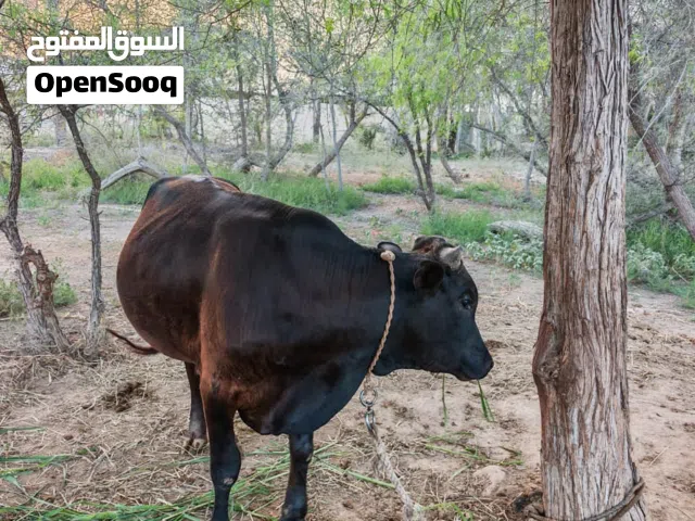 ثور جيرسي للبيع