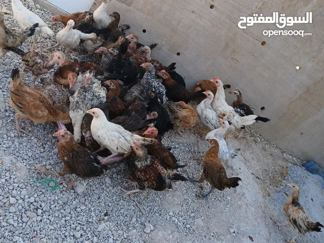 45 فرخه بلديات تفقيس جاج مش فقاسات