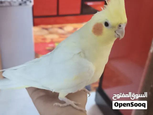 كوكتيل أليف ذكي