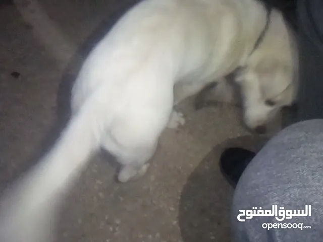 كلاب للبيع في اربد