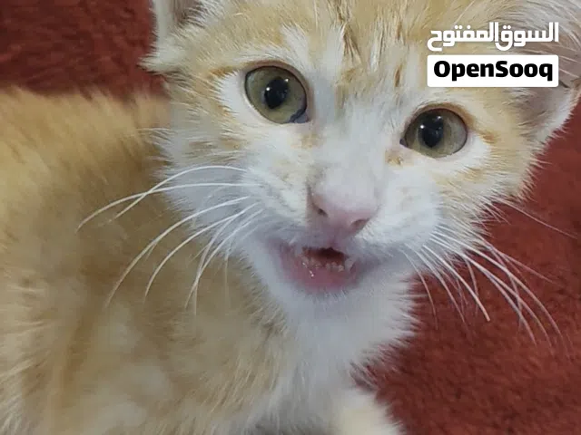 male cat is for adoption