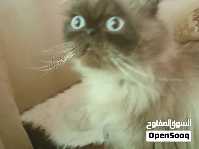همالايا ذكر للتزاوج