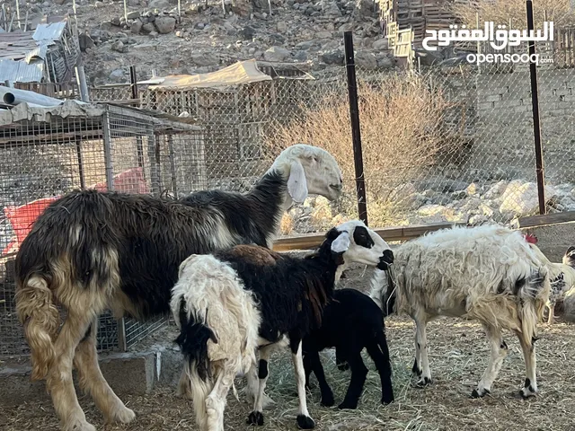 جاعده نجديه صنف