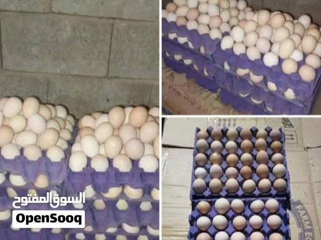متاح بيض دجاج عرب وابو ركيبة شرط الشد
