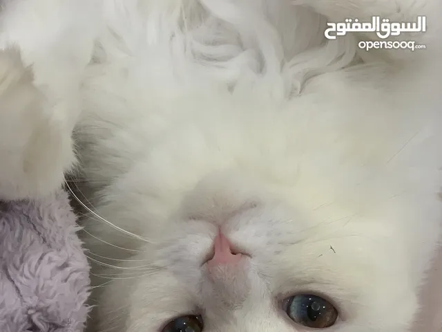 ذكر سكوتش فولد لونق هير ابيض للبيع