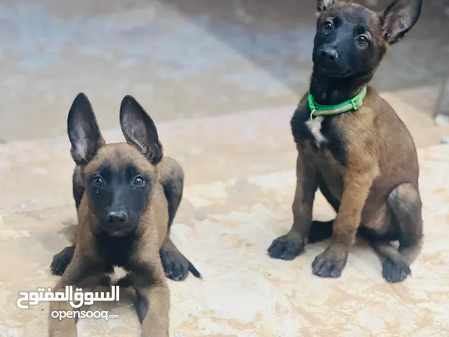 زوز جراوي انتايات مالينوا