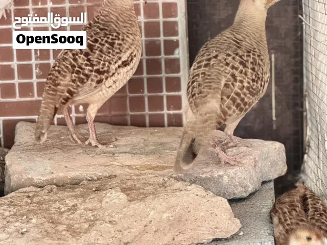 صفارد باكستانيه لون جميل الزوج ب25 ريال فقط