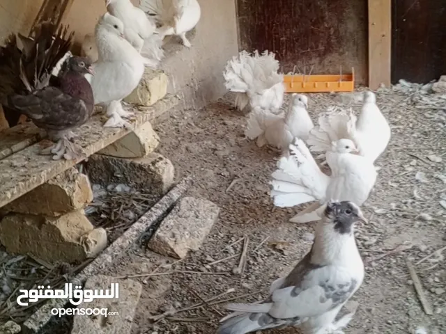 حمام عرايس شوف الوصف زوج ب7