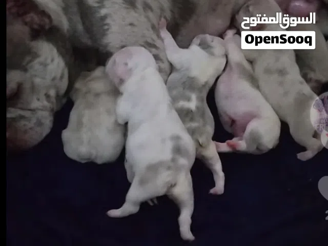 Rare French Bulldog Puppies