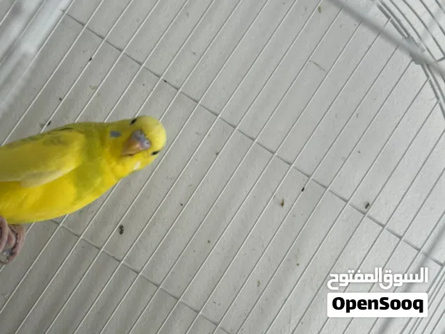 ربي يبارك كوبيا باقلينو أنثى على دحي ربي يبارك السعر 160 وباذن الله مع الشراي منقصروش