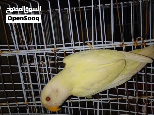 السلام عليكم  الله يبارك  ذكر البينو  انتاج اينو  للبيع او التبديل بكوبيات بقلينو التواصل على الخاص