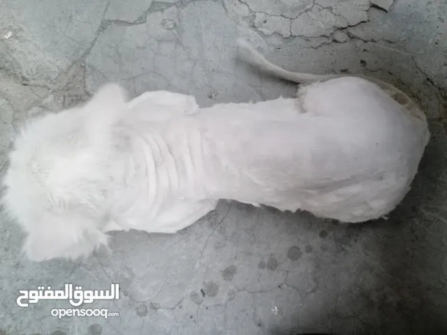 قط شيرازي ابيض انثى عمر فوق سنه