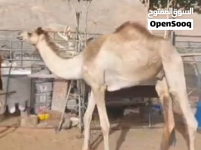 للبيع قعود لقي سمين