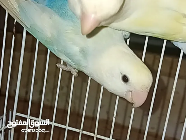 موجود جوز روز شغلات أقراء وصف