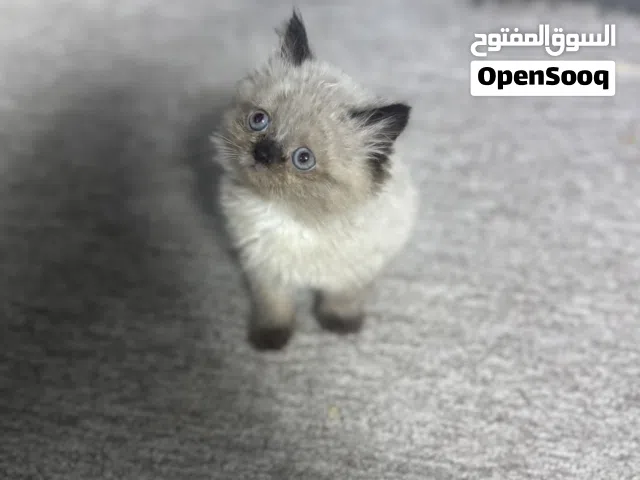 قط هملايا العمر 55 يوم