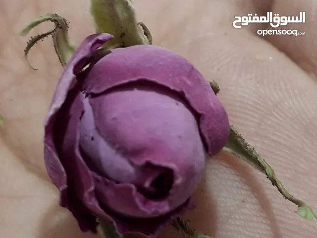 براعم الورد المحمدي الإيراني الأصلي – جودة ممتازة ورائحة فاخرة