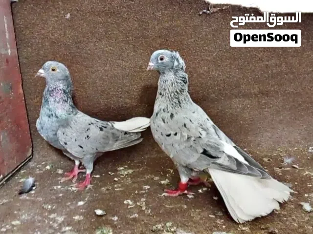 فحلين نوريات قراقطه وجوز يهوديات تحتهم بيض شغالات مكفولات اقرأ الوصف جيدا