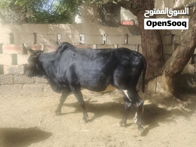 ثور عماني انتاج المزرعة