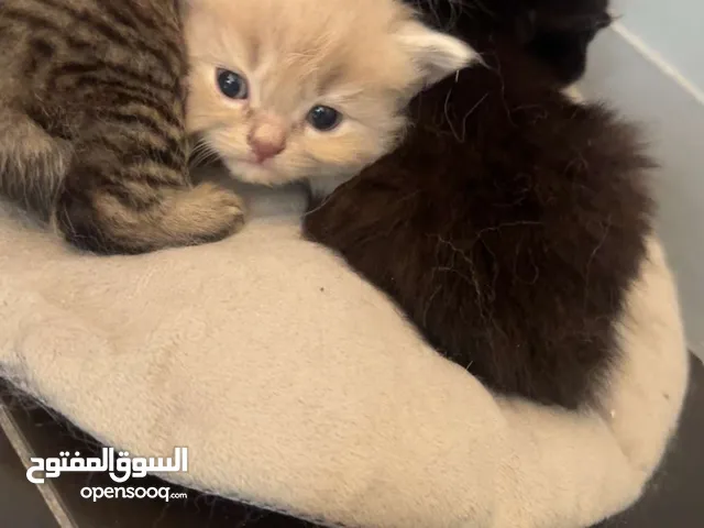 Kitten Scottish fold