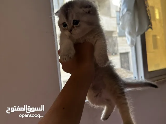 ماشاء الله تبارك الله كتنز سكوتش فولد وستريت خمسه للبيع