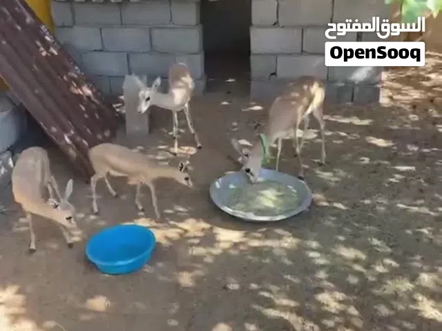 2 كوبيات غزال ريم عمر شهرين وثلاثه شهور