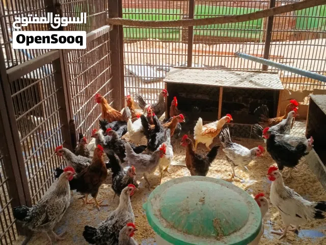 لدينا ديوك بلدي للبيع