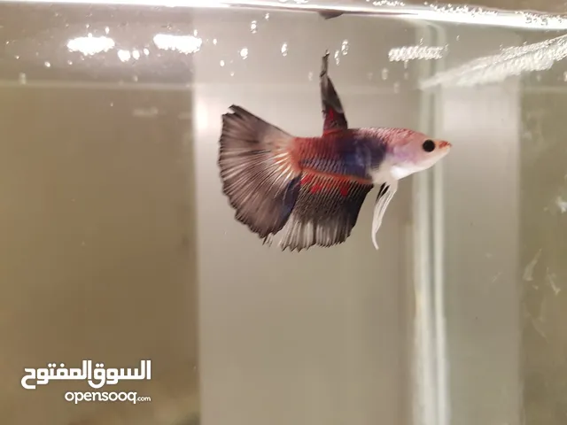 Betta Fighter fishes healthy condition