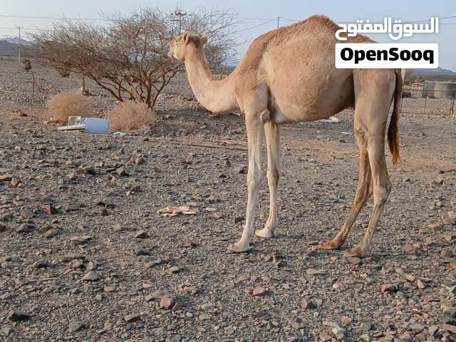 قعود جذع ركبي عين وحده فيها جهر