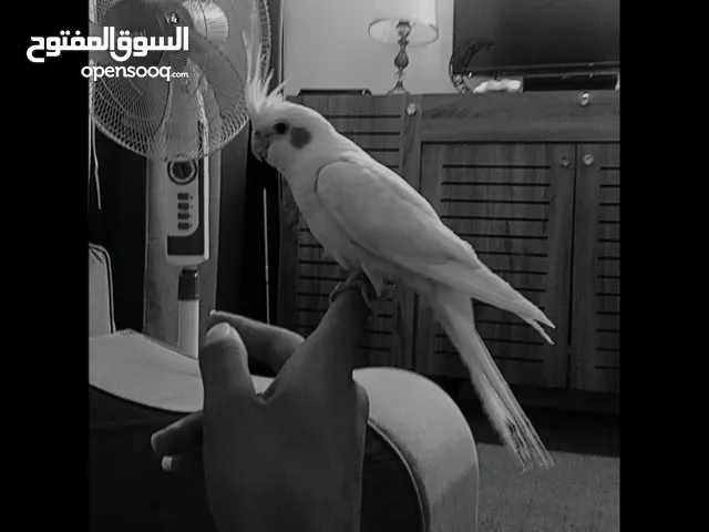 فرخ كوكتيل
