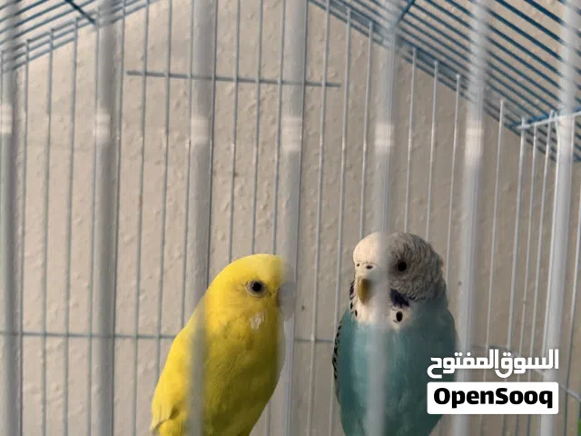 للبيع بغبغاء بادجي