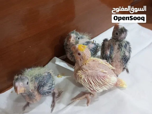 فناجس و افراخ كوكتيل للبيع