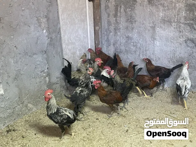 ديك بلدي وباكستاني عدد 15
