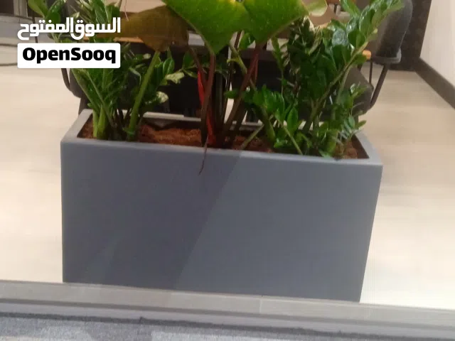 نباتات داخليه جاهذه باصائص فايبر