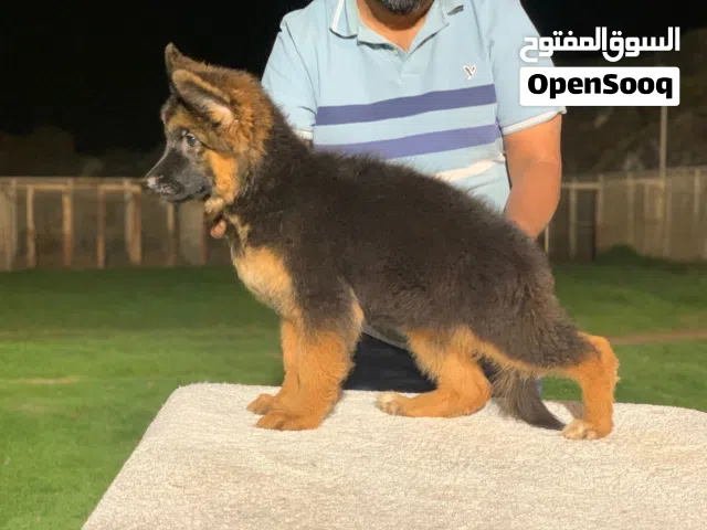 For sale: Long-haired German Shepherd puppies, 3 months old