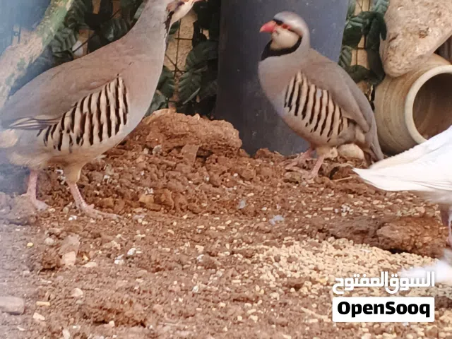 جوز شنانير في الصلاه على النبي شغالات 100% بيض ولا تسال ما شاء الله تبارك الله حبتين نظاف جدا جدا