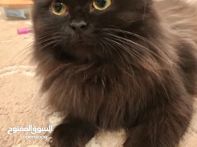 للتبني قطه هملايا بلاك مع اثنين صغار ذكر وأنثى