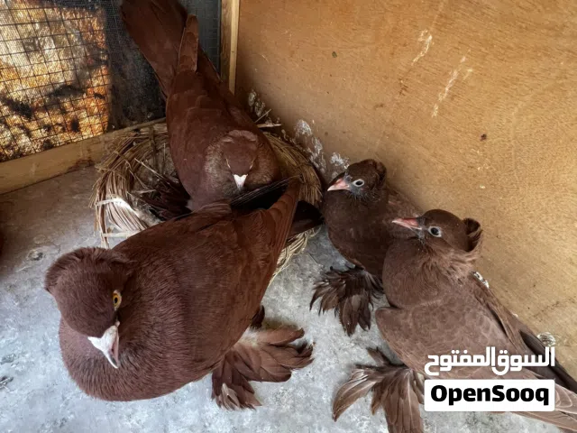 متاح زوج رواعب ضخمات ونانات ومضمونات