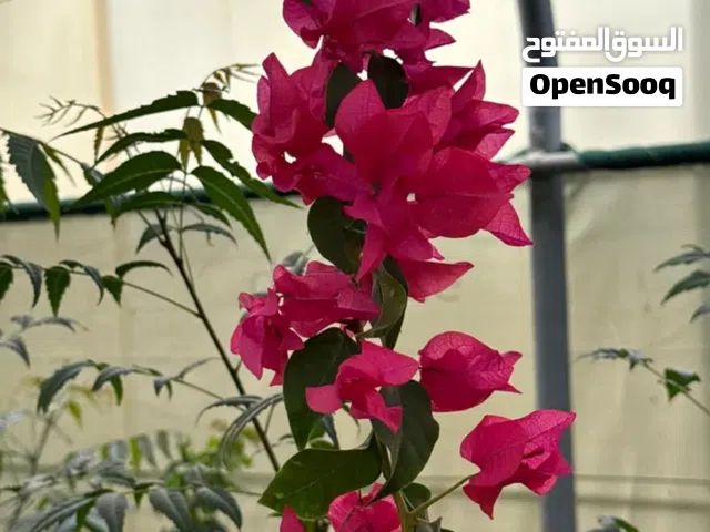 Vibrant Bougainvillea Plant for Sale