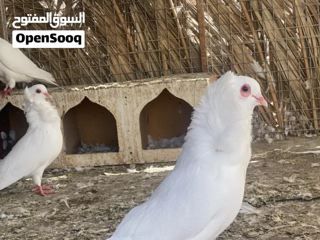 حمام نمساوي للبيع