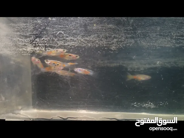 اسماك جوبي ذكور نوع منقط