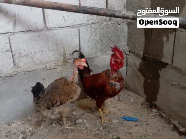 ديج ودجاجه ابو اركيبه البيع