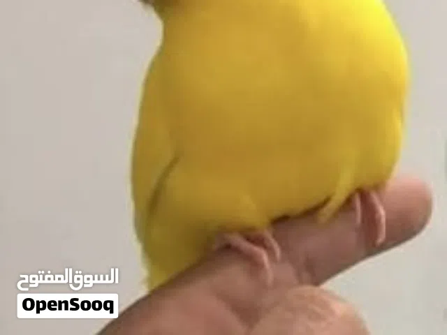 انتاج كاكاريكي اصفر و اخضر