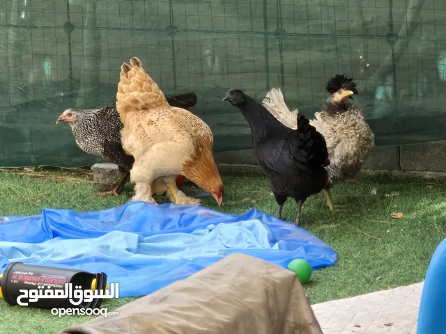4 دجاجات نوادر للبيع (براهما عملاق، اندونيسي، هولندي، فرنسي)