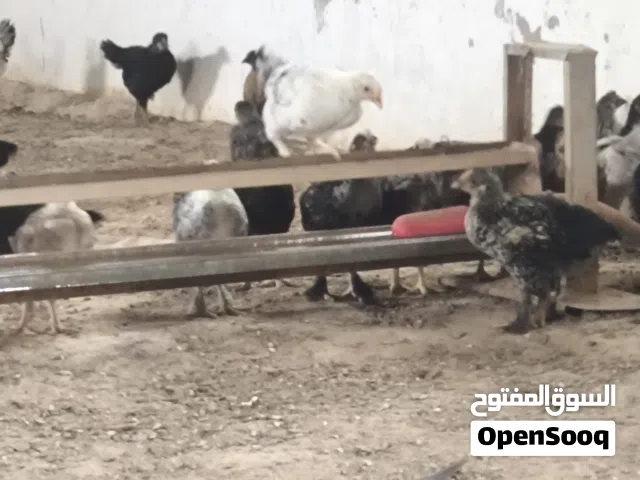 فلاليس عربيات عمر شهر ونص