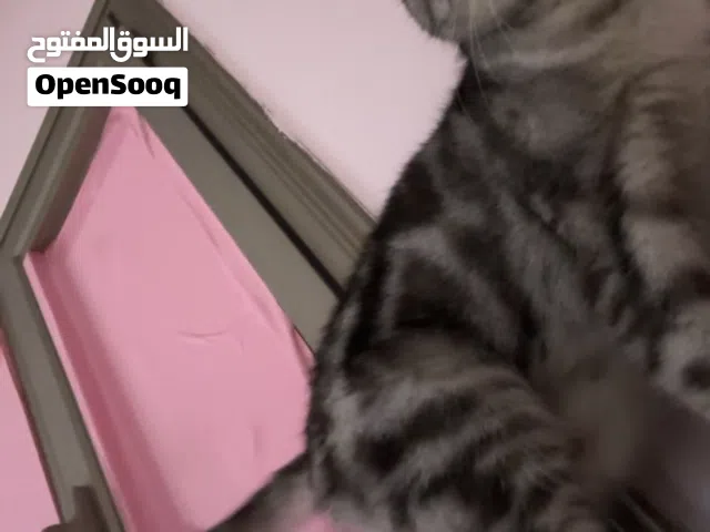 ابي للتبني برتش كلاسيك تابي